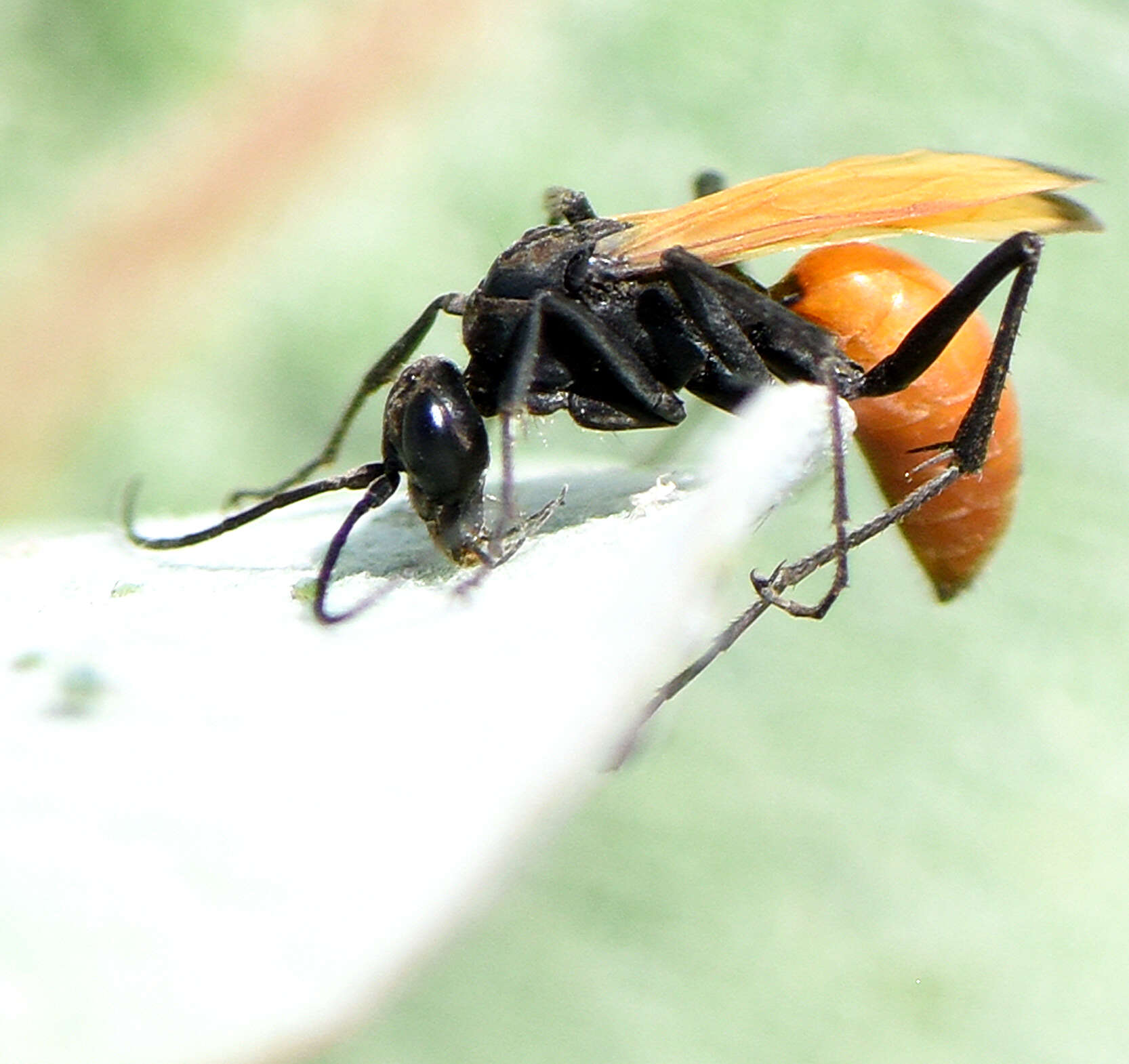 Image of Ageniella reynoldsi (Banks 1933)