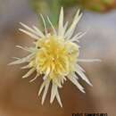 Image of Centaurea argentea subsp. macrothysana (Rech. fil.) N. J. Turland & L. Chilton