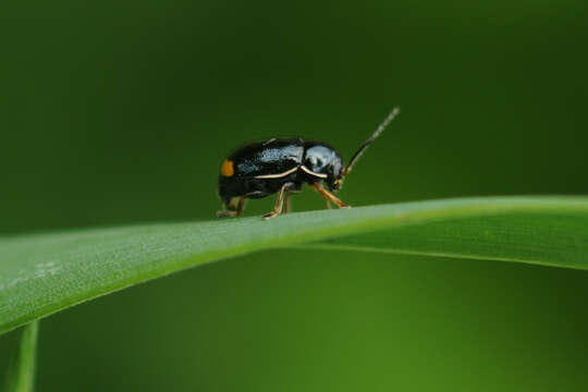 Image of <i>Cryptocephalus marginellus</i>