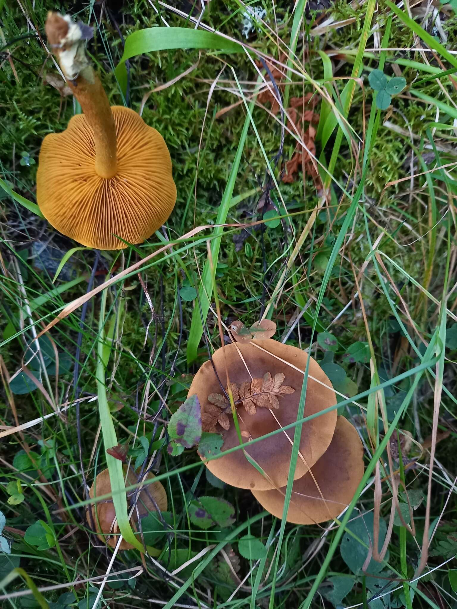 Imagem de Cortinarius croceus (Schaeff.) Gray 1821