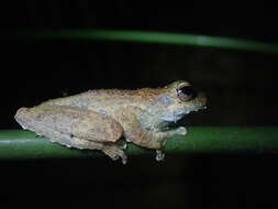 Image of Kuranda Tree Frog