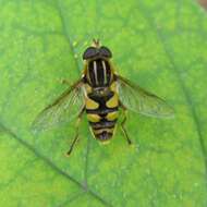 Image of Helophilus fasciatus Walker 1849