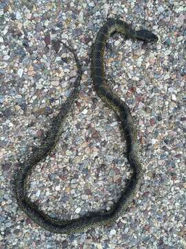 Image of Desert Kingsnake