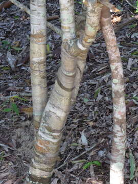 Image of Denhamia fasciculiflora (Jessup) M. P. Simmons