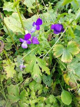 Image of Viola disjuncta W. Becker