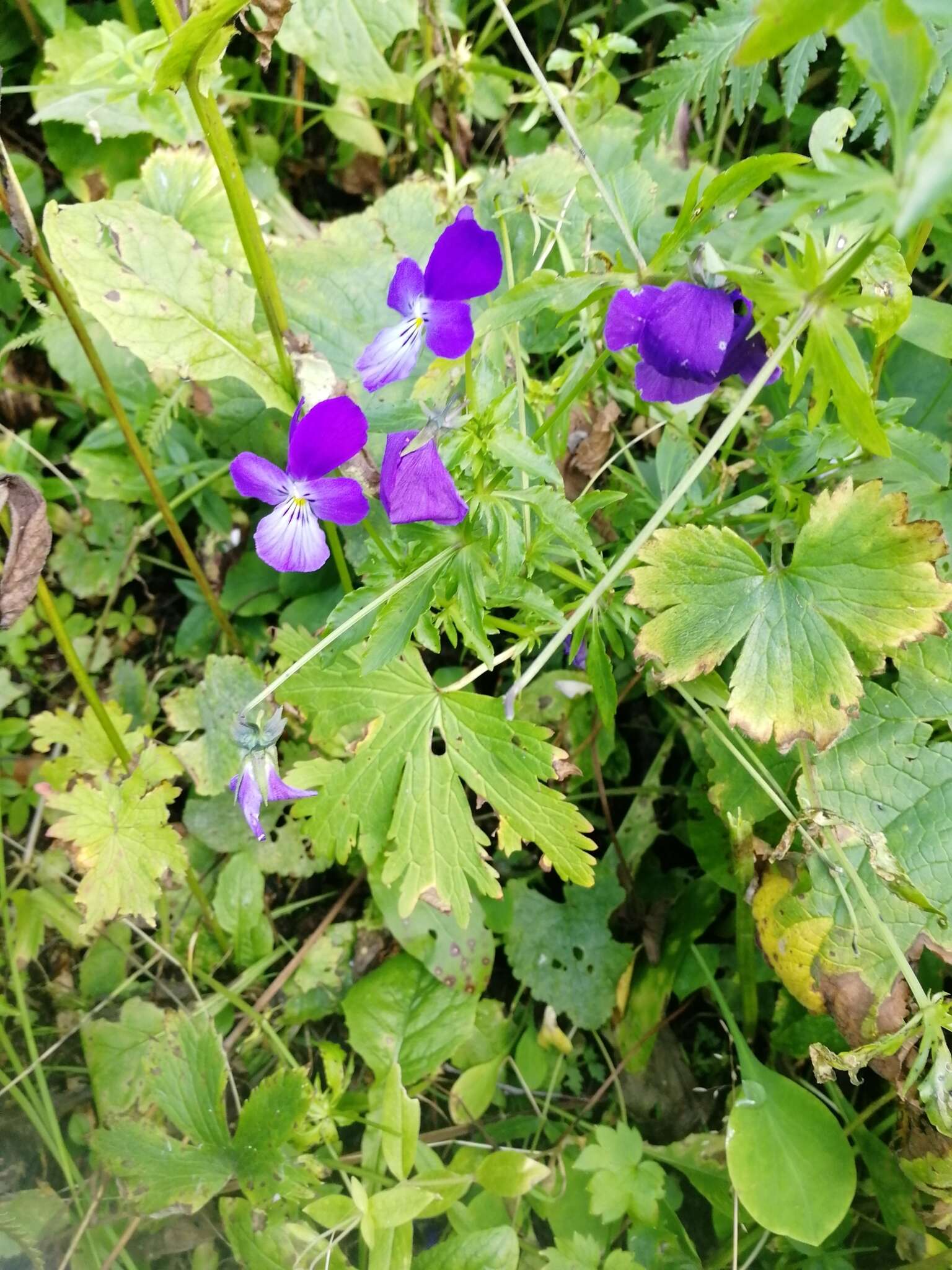 Image of Viola disjuncta W. Becker