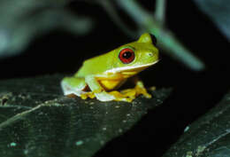 Image of Costa Rica Brook Frog