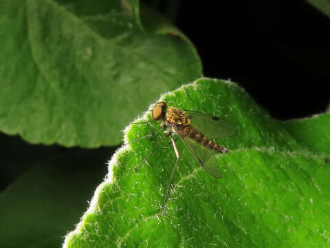 Image of Chrysopilus splendidus (Meigen 1820)