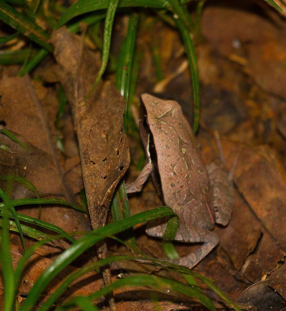 Imagem de Physalaemus olfersii (Lichtenstein & Martens 1856)