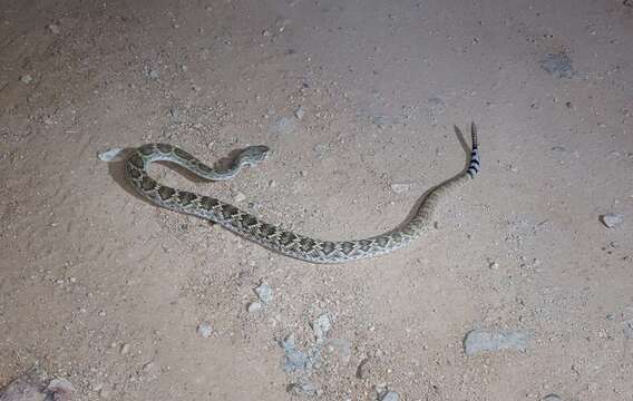 Imagem de Crotalus ruber lucasensis Van Denburgh 1920