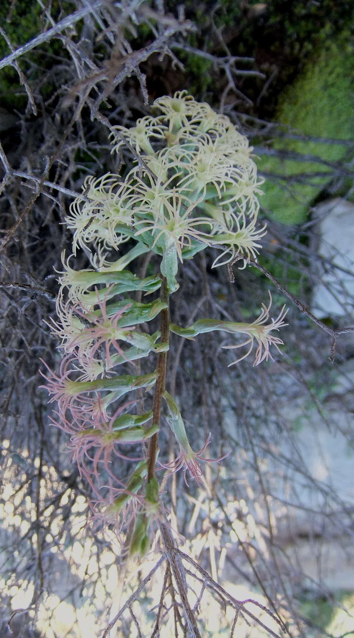 Image de Holothrix grandiflora (Sond.) Rchb. fil.