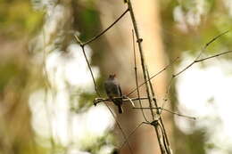 صورة Muscicapa sethsmithi (Van Someren 1922)