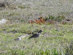 Image of Cape Thick-knee