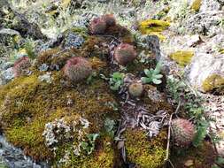 Image of Mammillaria rhodantha subsp. fera-rubra (F. Schmoll ex R. T. Craig) D. R. Hunt