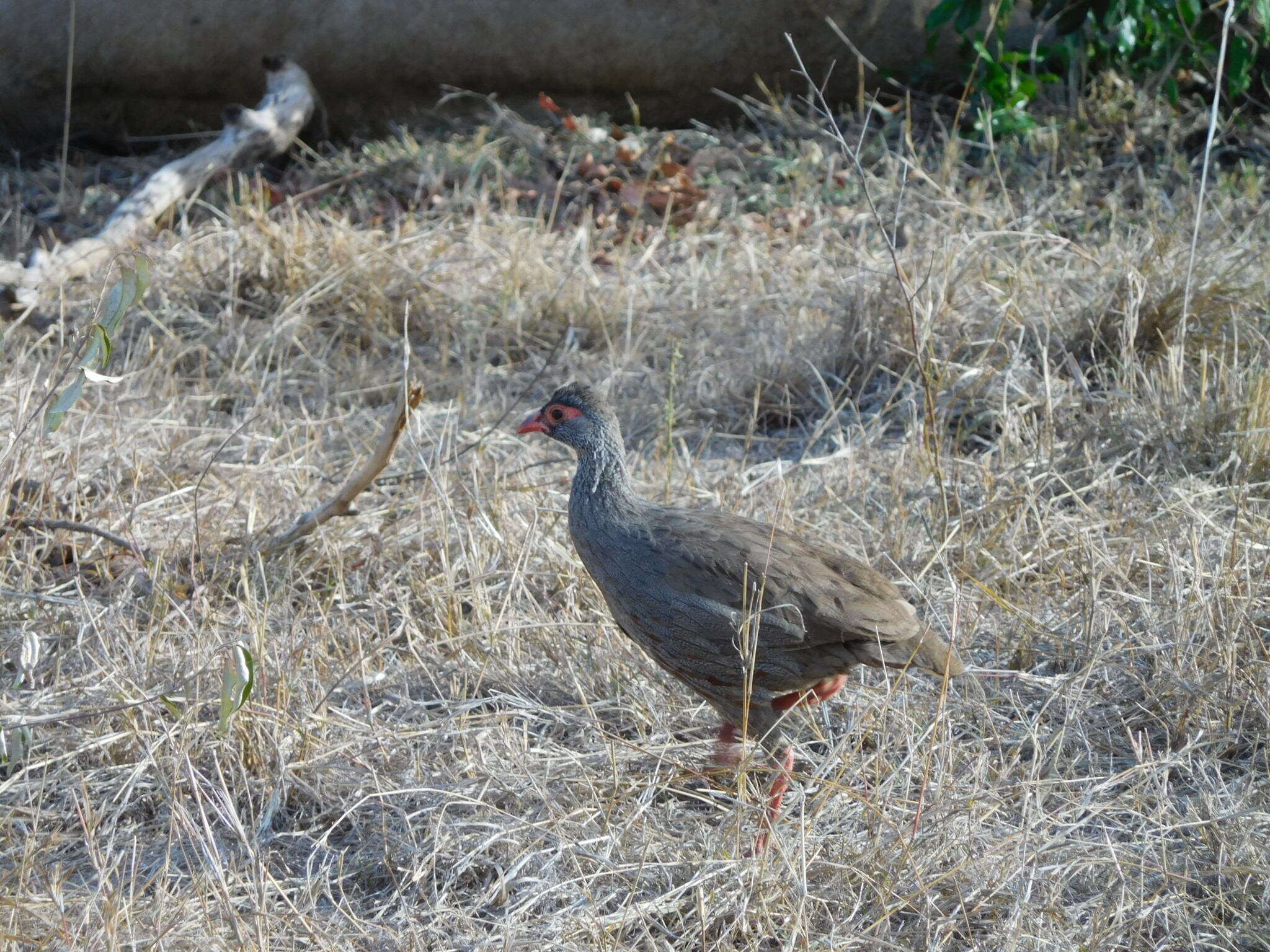 Image of Red-necked Francolin