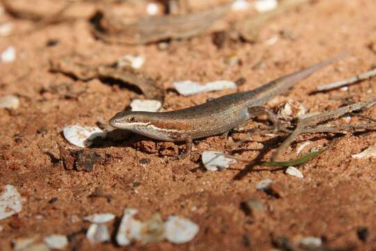 صورة Carlia rufilatus Storr 1974