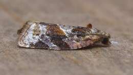 Argyrotaenia velutinana Walker 1863的圖片