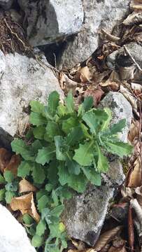 Image of Gray rockcress