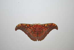 Image of Antheraea larissa (Westwood 1847)