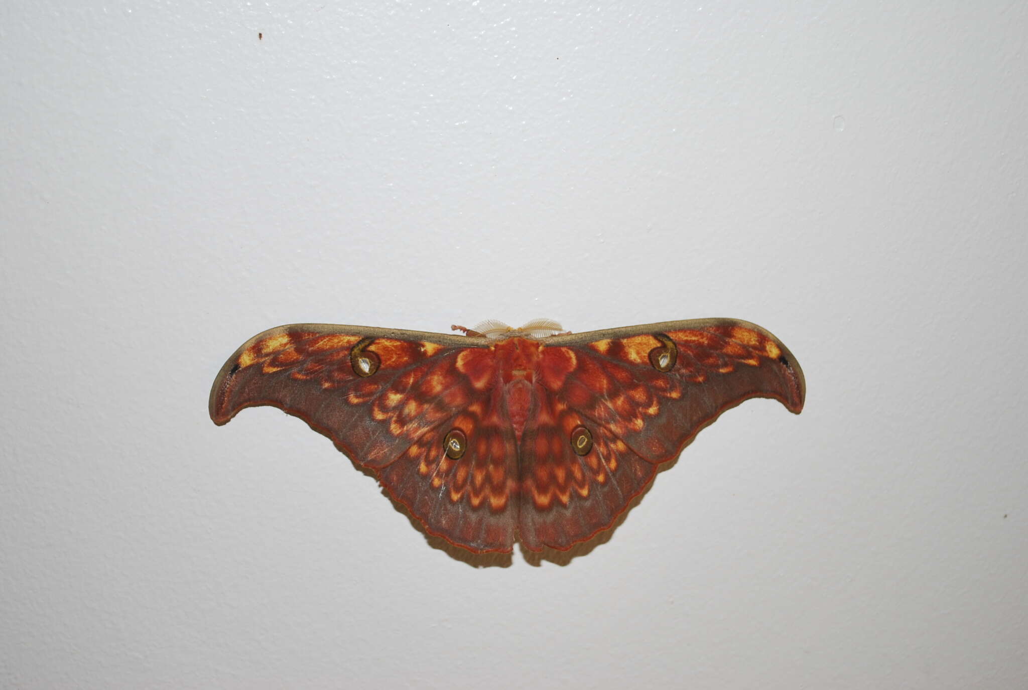 Image of Antheraea larissa (Westwood 1847)