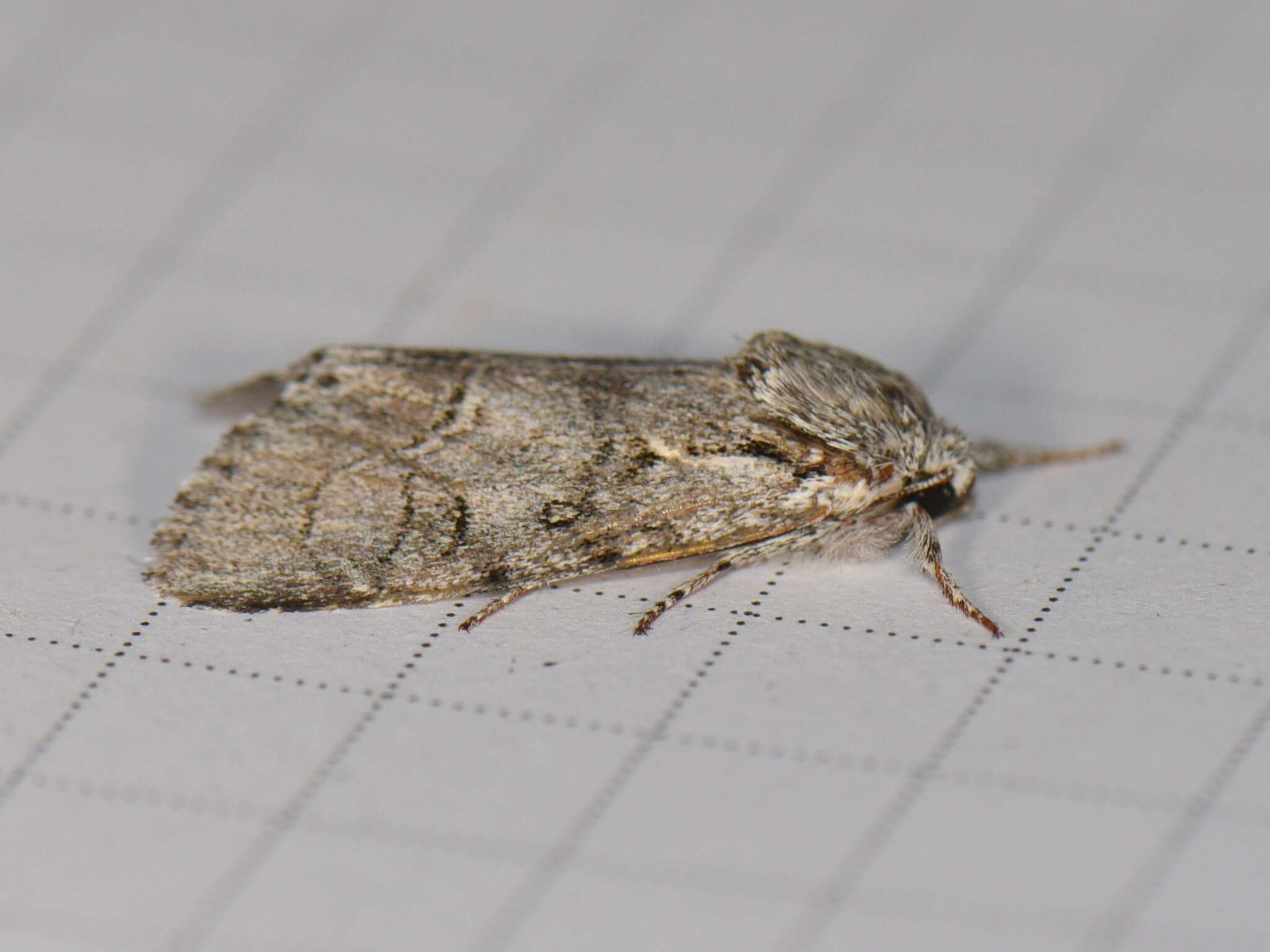 Acronicta tota Grote 1878 resmi