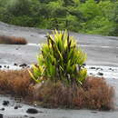 Image of Ludovia lancifolia Brongn.