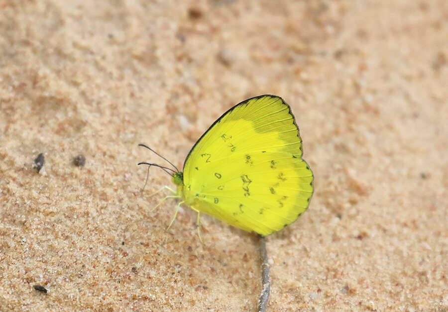 Image of Eurema simulatrix (Staudinger 1891)