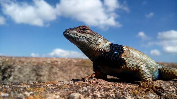 Plancia ëd Sceloporus mucronatus Cope 1885