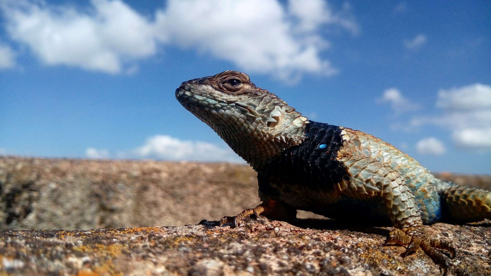 Sceloporus mucronatus Cope 1885 resmi