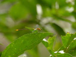 Image of Heteragrion alienum Williamson 1919