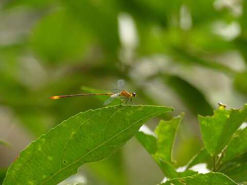 Imagem de Heteragrion alienum Williamson 1919