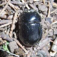 Слика од Megatrupes cavicollis (Bates 1887)