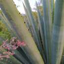 Image of Agave americana var. oaxacensis Gentry