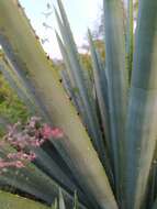 Agave americana var. oaxacensis Gentry resmi