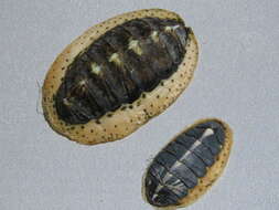 Image of Plaxiphora aurata (Spalowsky 1795)