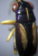 Image of <i>Geocoris ater</i>