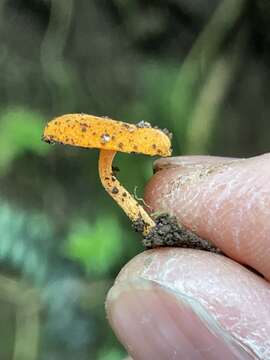 Image de Lactocollybia aurantiaca Singer 1952