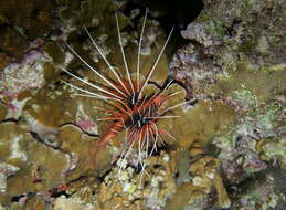 Image of Radial firefish