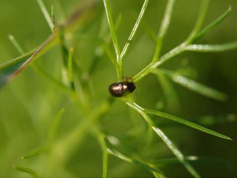 Image of Bronze leaf beetle