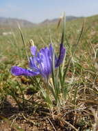 Image of Iris tigridia Bunge ex Ledeb.