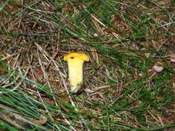 Image of Chanterelle