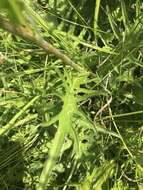 Image of Brook Thistle