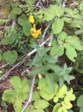 Image of hawkweed