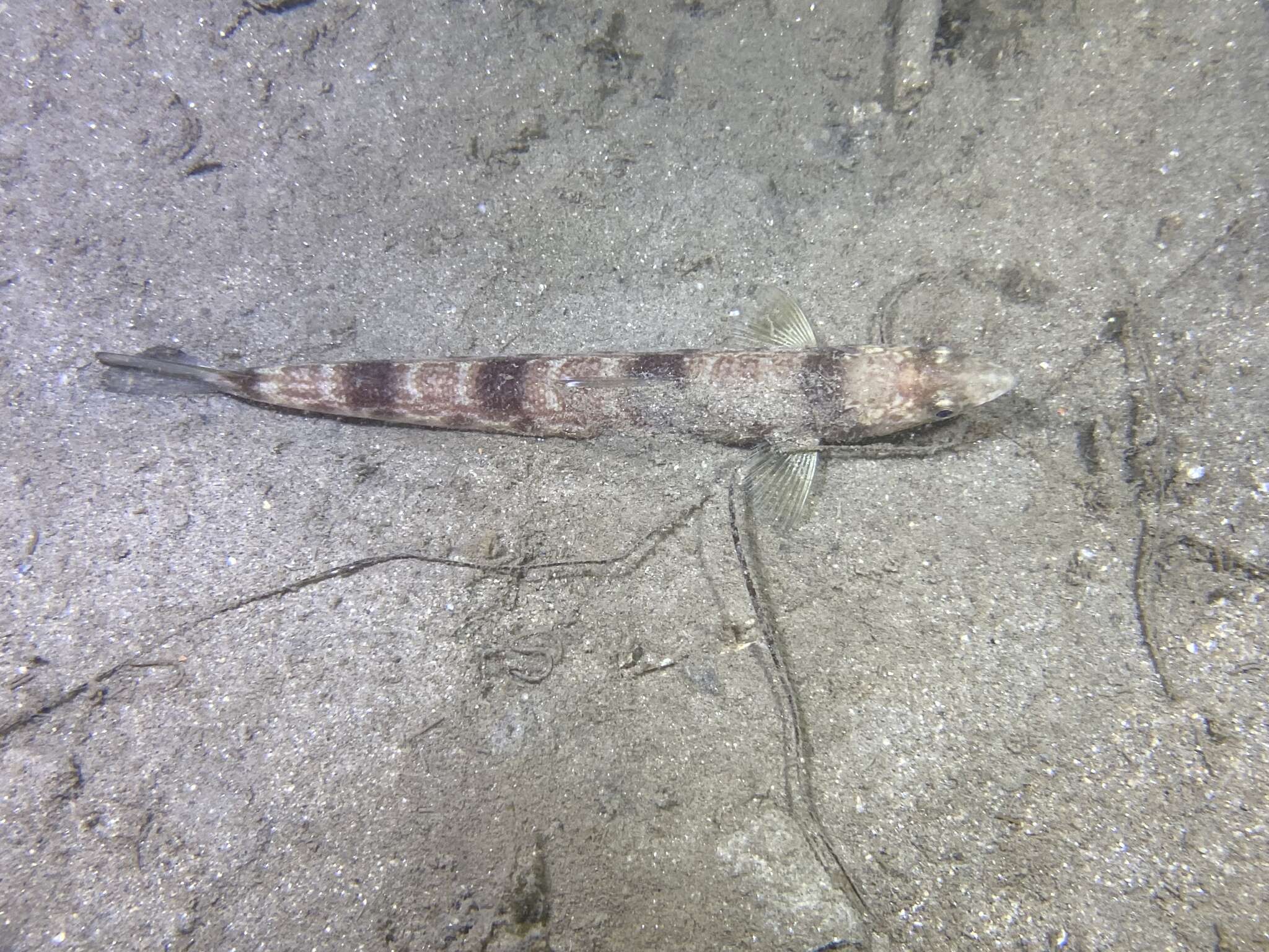 Image of California lizardfish