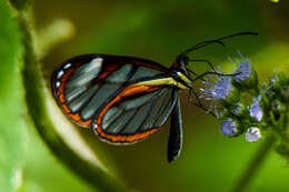 Imagem de Ithomia diasia Hewitson 1854