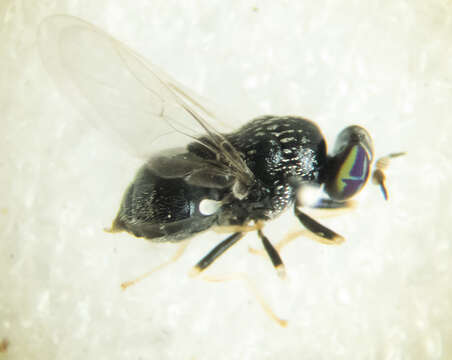 Image of Cosmariomyia