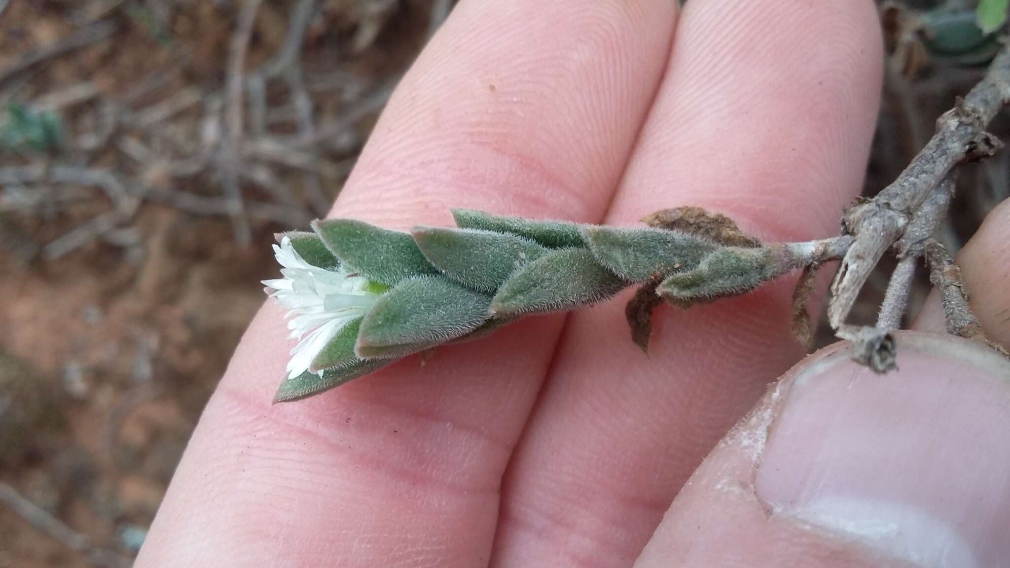 Image of Delosperma invalidum (N. E. Br.) N. E. K. Hartmann