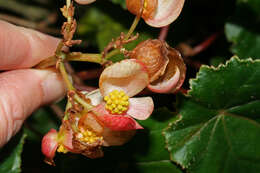 Image de Begonia tropaeolifolia A. DC.