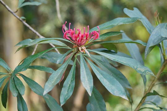 Image of Telopea oreades F. Müll.