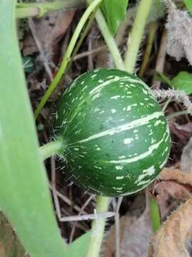 Image of Cucurbita radicans Naud.